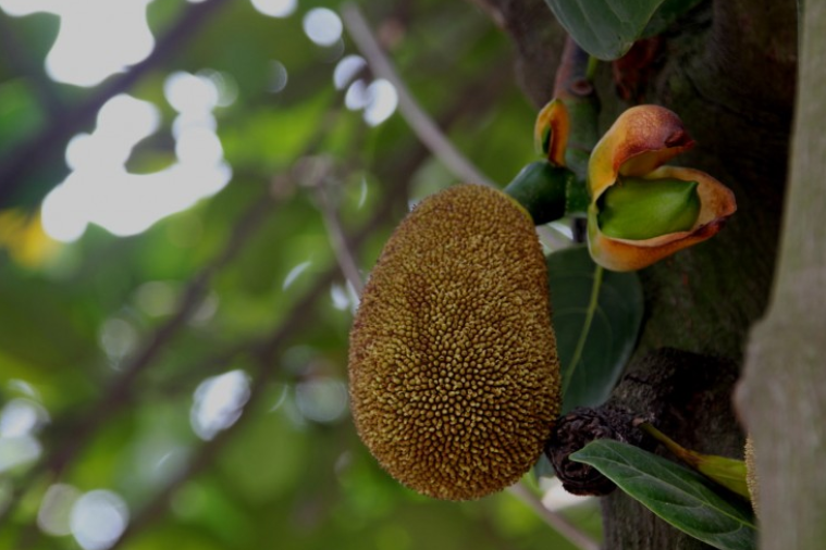 菠蘿蜜籽的功效與營養(yǎng)價(jià)值 菠蘿蜜籽有什么營養(yǎng) 菠蘿蜜籽的功效與營養(yǎng)價(jià)值 菠蘿蜜籽有什么營養(yǎng)