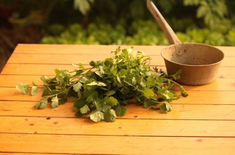 假香菜功效與作用 假香菜的藥用價(jià)值 假香菜功效與作用 假香菜的藥用價(jià)值