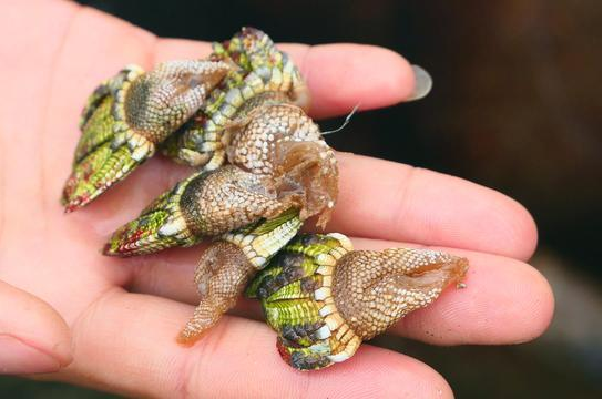 佛手螺是動(dòng)物還是植物 佛手螺是什么東西 佛手螺是動(dòng)物還是植物 佛手螺是什么東西