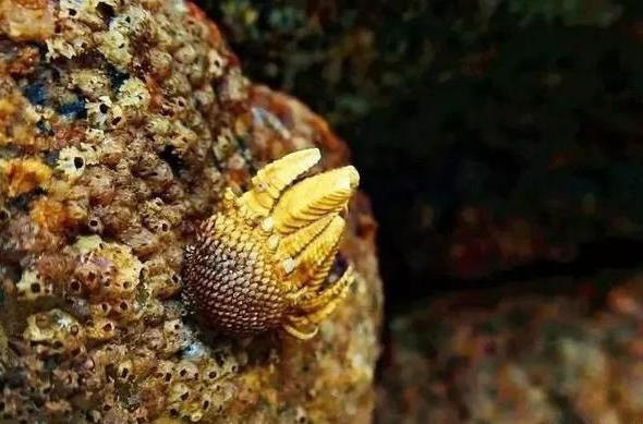 鵝頸藤壺多少錢一斤 鵝頸藤壺為什么叫來自地獄 鵝頸藤壺多少錢一斤 鵝頸藤壺為什么叫來自地獄