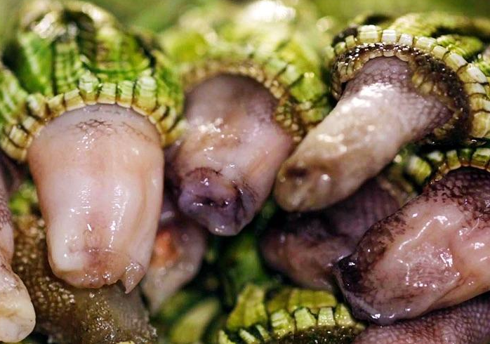 鵝頸藤壺多少錢一斤 鵝頸藤壺為什么叫來自地獄 鵝頸藤壺多少錢一斤 鵝頸藤壺為什么叫來自地獄