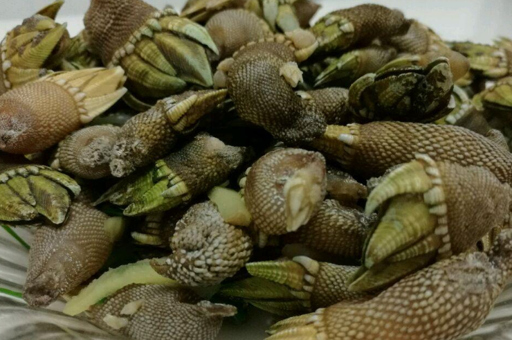 佛手螺是動(dòng)物還是植物 佛手螺是什么東西 佛手螺是動(dòng)物還是植物 佛手螺是什么東西