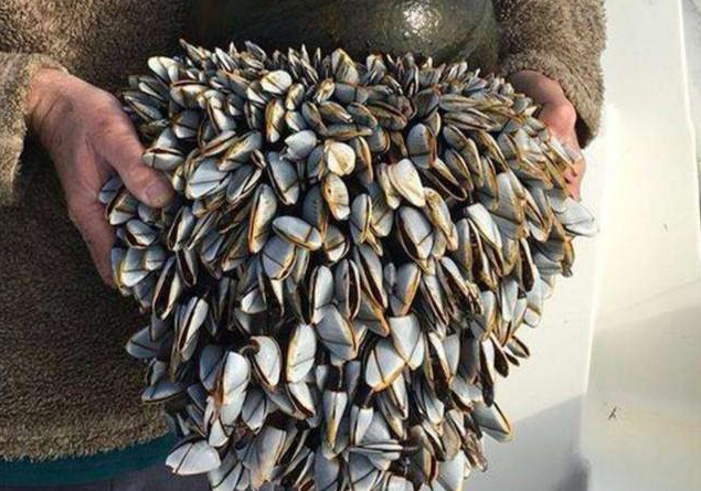 鵝頸藤壺是什么東西 鵝頸藤壺和佛手螺一樣嗎 鵝頸藤壺是什么東西 鵝頸藤壺和佛手螺一樣嗎