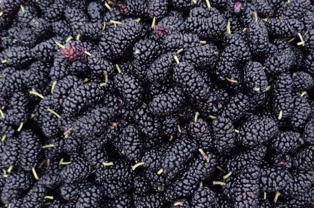 桑葚干的功效與作用 吃桑葚干有什么好處 桑葚干的功效與作用 吃桑葚干有什么好處