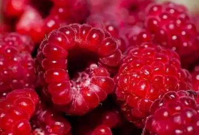 桑葚可以直接吃嗎 桑葚一次吃多少為宜 桑葚可以直接吃嗎 桑葚一次吃多少為宜