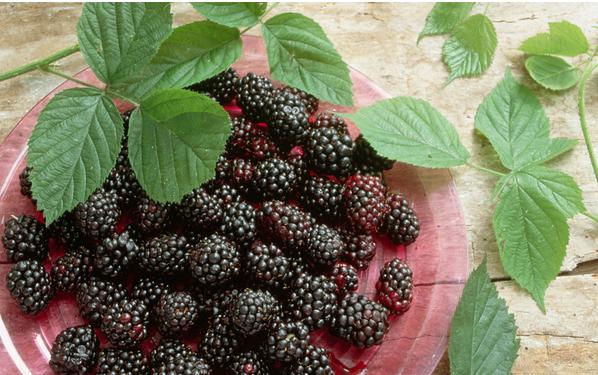 桑葚怎么洗才能干凈 桑葚怎么吃 桑葚怎么洗才能干凈 桑葚怎么吃