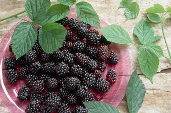 桑葚能降血壓嗎 降血壓的食物有哪些 桑葚能降血壓嗎 降血壓的食物有哪些