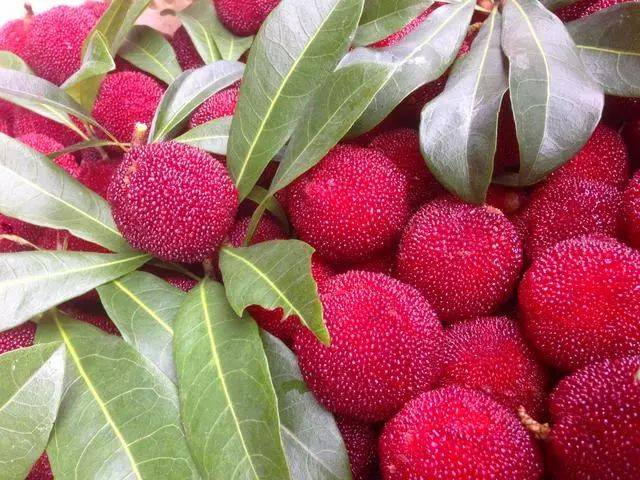 四月是什么水果的季節(jié) 四月份吃什么水果應季 四月是什么水果的季節(jié) 四月份吃什么水果應季