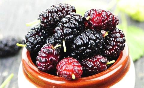 桑葚要泡鹽水嗎 要泡多長(zhǎng)時(shí)間 桑葚要泡鹽水嗎 要泡多長(zhǎng)時(shí)間