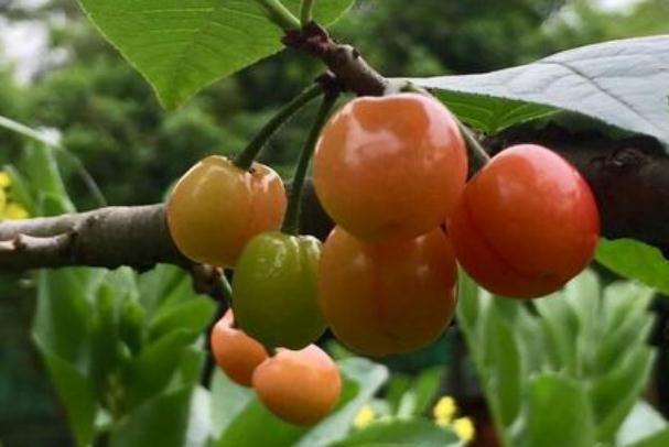 四月是什么水果的季節(jié) 四月份吃什么水果應季 四月是什么水果的季節(jié) 四月份吃什么水果應季