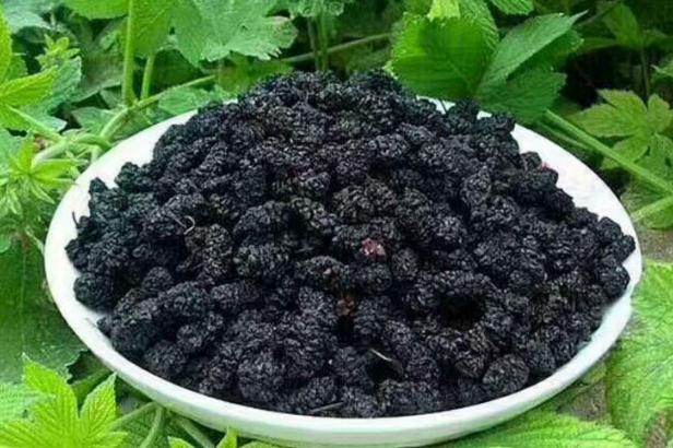 桑葚干的功效與作用 吃桑葚干有什么好處 桑葚干的功效與作用 吃桑葚干有什么好處