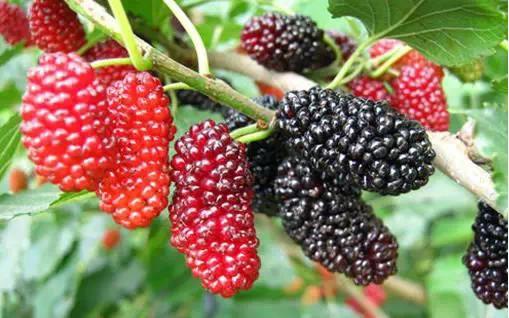 桑葚不洗可以吃嗎 桑葚吃之前要洗嗎 桑葚不洗可以吃嗎 桑葚吃之前要洗嗎