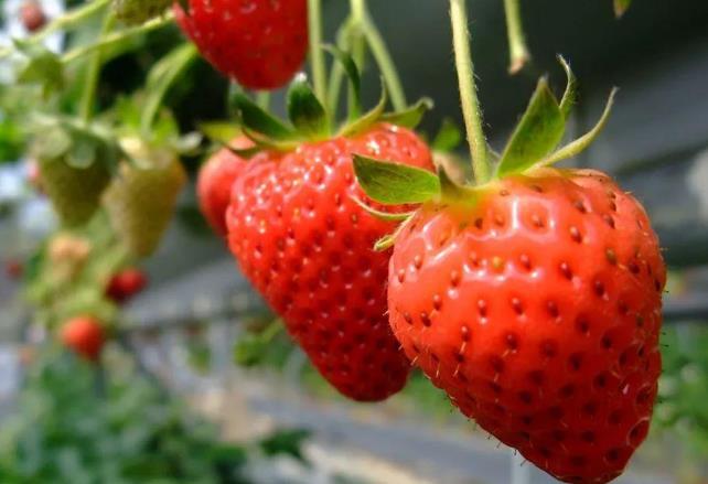 吃草莓會(huì)過(guò)敏嗎 為什么吃草莓會(huì)過(guò)敏 吃草莓會(huì)過(guò)敏嗎 為什么吃草莓會(huì)過(guò)敏