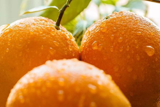 橙子和橘子的區(qū)別 橙子和橘子哪個營養(yǎng)高 橙子和橘子的區(qū)別 橙子和橘子哪個營養(yǎng)高