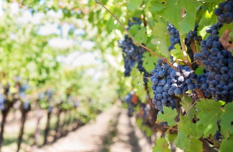 一天吃一斤葡萄會胖嗎 每天都吃葡萄對身體好不好 一天吃一斤葡萄會胖嗎 每天都吃葡萄對身體好不好