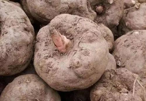 每天吃魔芋是不是真的能減肥?每天吃魔芋對(duì)身體有影響嗎 每天吃魔芋是不是真的能減肥?每天吃魔芋對(duì)身體有影響嗎