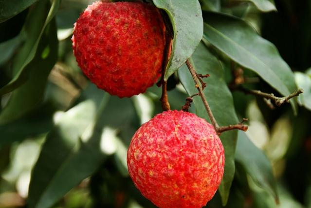 荔枝的功效與作用 荔枝有什么營養(yǎng)價(jià)值 荔枝的功效與作用 荔枝有什么營養(yǎng)價(jià)值