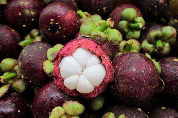 山竹是怎么長(zhǎng)的長(zhǎng)在哪里 山竹長(zhǎng)在樹(shù)上還是地上 山竹是怎么長(zhǎng)的長(zhǎng)在哪里 山竹長(zhǎng)在樹(shù)上還是地上