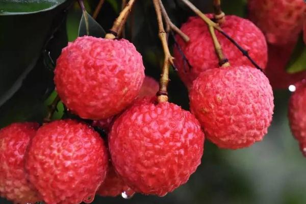 荔枝要怎么保存 荔枝要放冰箱嗎 荔枝要怎么保存 荔枝要放冰箱嗎