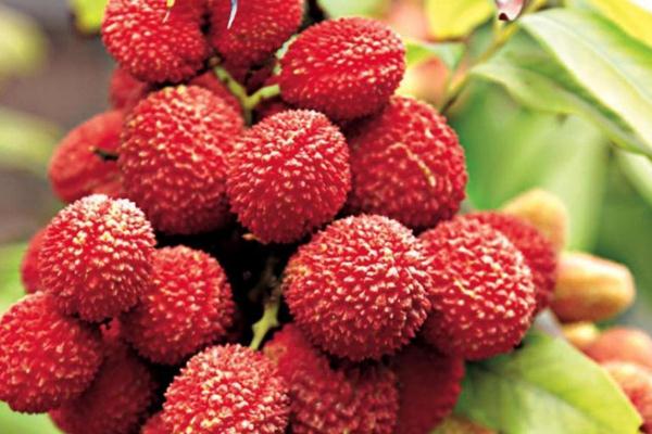 荔枝要洗嗎 荔枝要用水泡著嗎 荔枝要洗嗎 荔枝要用水泡著嗎