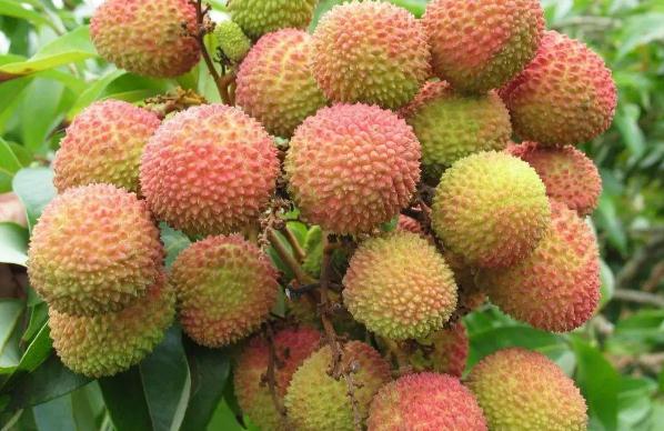 荔枝要洗嗎 荔枝要用水泡著嗎 荔枝要洗嗎 荔枝要用水泡著嗎