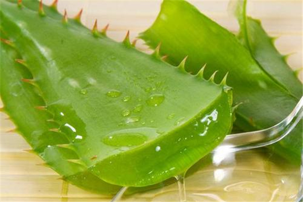 蘆薈能吃嗎 蘆薈對人體有什么好處 蘆薈能吃嗎 蘆薈對人體有什么好處