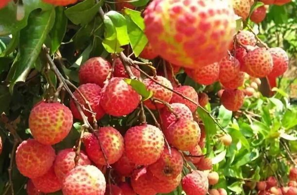 荔枝要洗嗎 荔枝要用水泡著嗎 荔枝要洗嗎 荔枝要用水泡著嗎