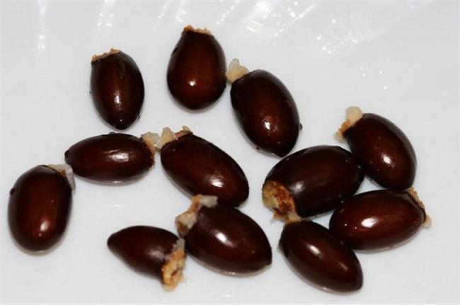 荔枝核可以吃嗎 荔枝核的功效與作用 荔枝核可以吃嗎 荔枝核的功效與作用