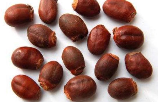 荔枝核可以吃嗎 荔枝核的功效與作用 荔枝核可以吃嗎 荔枝核的功效與作用