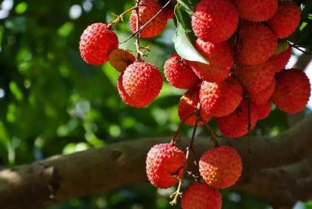 荔枝有酒精含量嗎 吃荔枝可以查出酒駕是真的嗎 荔枝有酒精含量嗎 吃荔枝可以查出酒駕是真的嗎