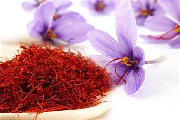 藏紅花可以調(diào)月經(jīng)嗎 藏紅花對(duì)女人有什么好處 藏紅花可以調(diào)月經(jīng)嗎 藏紅花對(duì)女人有什么好處
