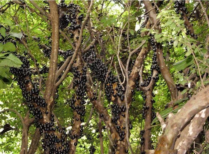 嘉寶果能吃皮嗎 嘉寶果皮和籽能吃嗎 嘉寶果能吃皮嗎 嘉寶果皮和籽能吃嗎