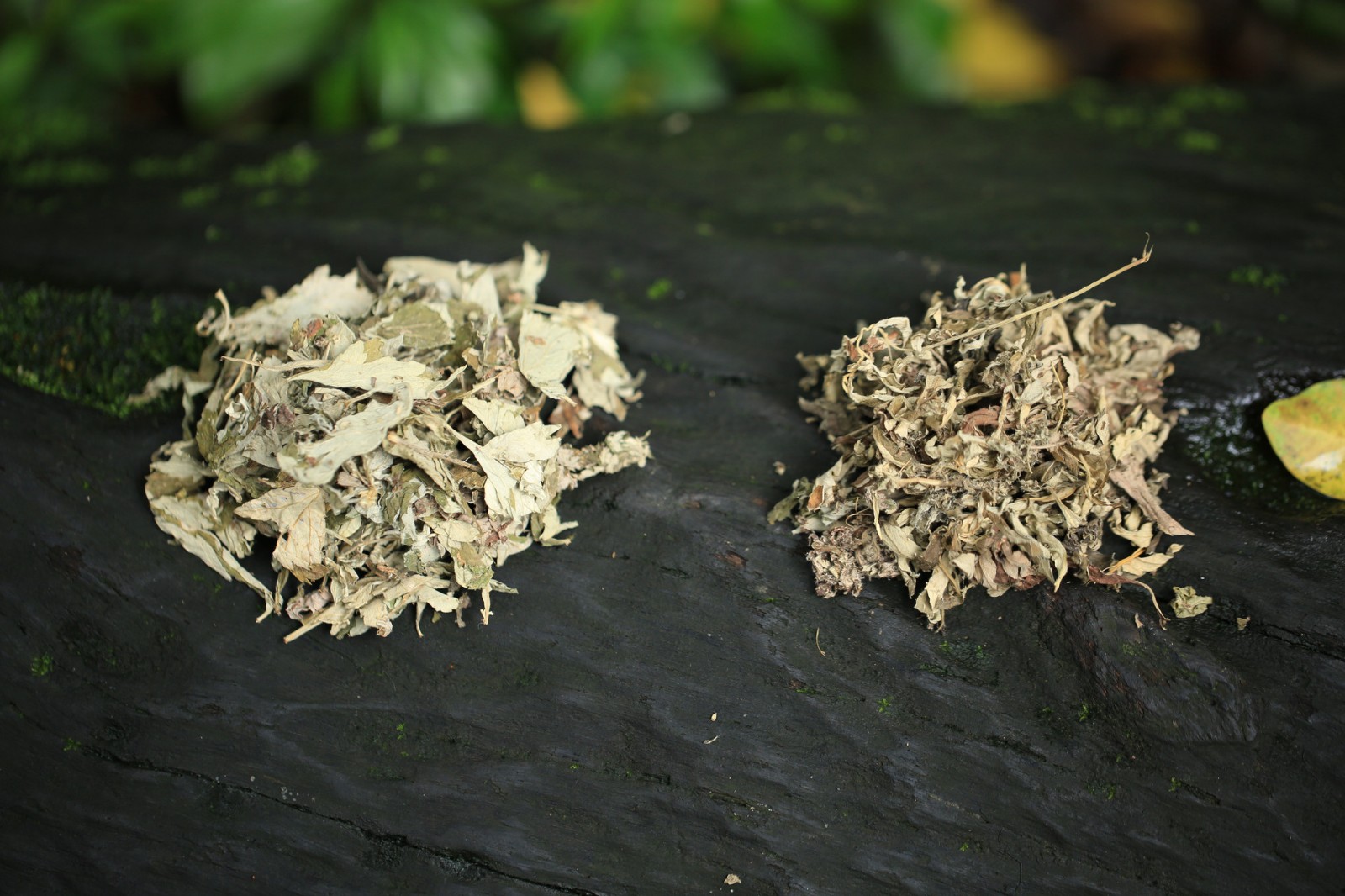 茵陳草的圖片是什么樣子的 茵陳草和艾草的區(qū)別 茵陳草的圖片是什么樣子的 茵陳草和艾草的區(qū)別