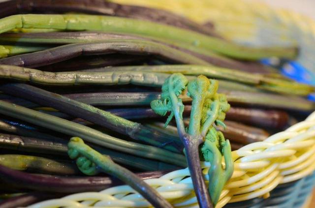 龍爪菜的功效與副作用 龍爪菜會致癌嗎 龍爪菜的功效與副作用 龍爪菜會致癌嗎