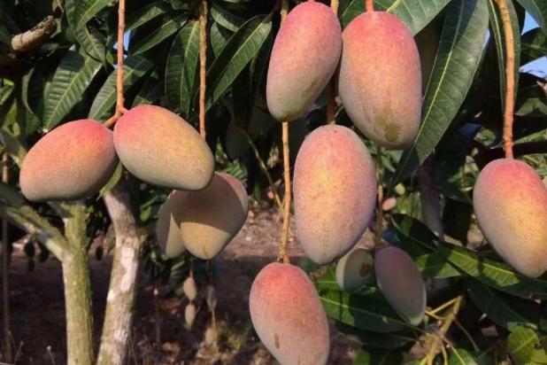 芒果可以多吃點嗎 芒果一次吃多少合適 芒果可以多吃點嗎 芒果一次吃多少合適