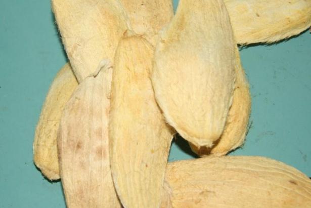 芒果核可以泡水喝嗎 芒果核煮水功效與作用 芒果核可以泡水喝嗎 芒果核煮水功效與作用