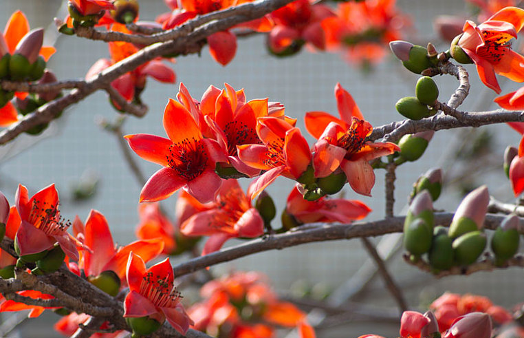 木棉花煲湯有什么功效 木棉花煲湯的最佳搭配 木棉花煲湯有什么功效 木棉花煲湯的最佳搭配