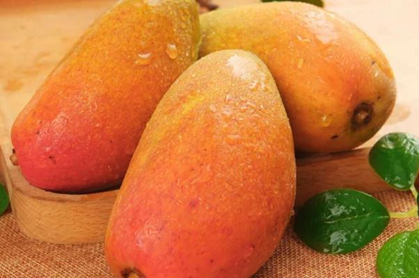 芒果有幾種品種 芒果什么品種的好吃 芒果有幾種品種 芒果什么品種的好吃