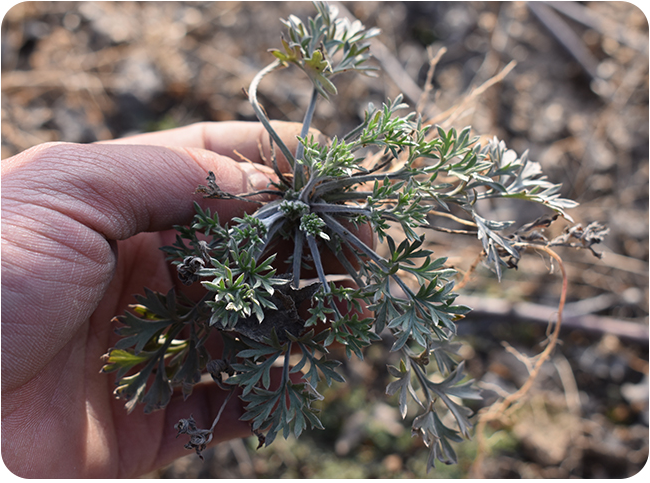 茵陳草有什么功效和作用 茵陳草泡水喝的功效 茵陳草有什么功效和作用 茵陳草泡水喝的功效