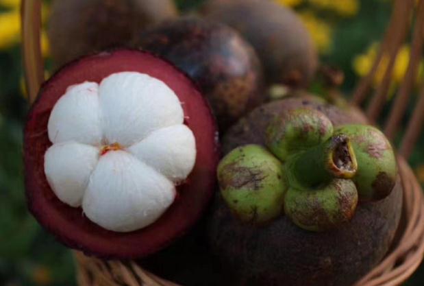 山竹殼太硬打不開是因為什么 山竹殼太硬是壞了嗎 山竹殼太硬打不開是因為什么 山竹殼太硬是壞了嗎