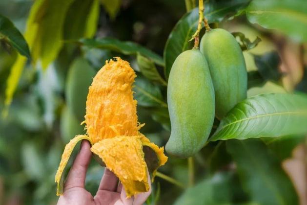 芒果有點(diǎn)生可以吃嗎 芒果有點(diǎn)生怎么催熟 芒果有點(diǎn)生可以吃嗎 芒果有點(diǎn)生怎么催熟