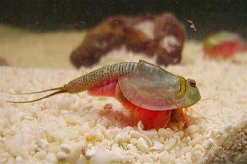 三眼恐龍蝦能吃嗎 三眼恐龍蝦多少錢一只 三眼恐龍蝦能吃嗎 三眼恐龍蝦多少錢一只