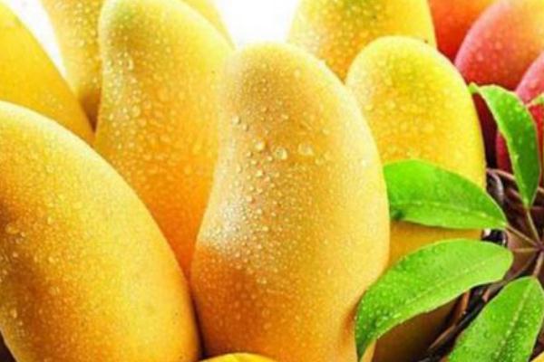 芒果是什么季節(jié)的水果 吃芒果的季節(jié) 芒果是什么季節(jié)的水果 吃芒果的季節(jié)