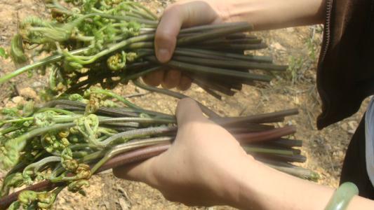 龍爪菜的功效與副作用 龍爪菜會致癌嗎 龍爪菜的功效與副作用 龍爪菜會致癌嗎