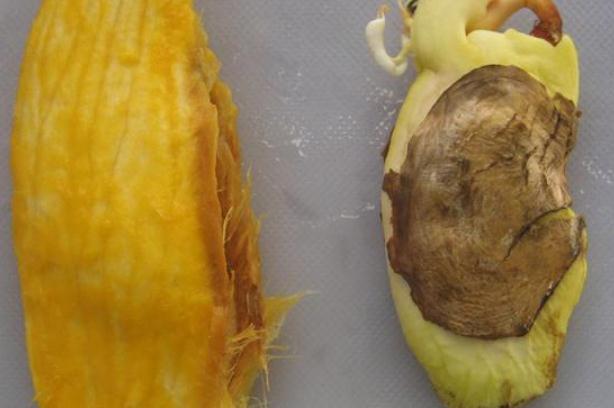 芒果核可以泡水喝嗎 芒果核煮水功效與作用 芒果核可以泡水喝嗎 芒果核煮水功效與作用