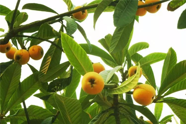 枇杷葉有毒嗎 枇杷葉小孩子可以喝嗎 枇杷葉有毒嗎 枇杷葉小孩子可以喝嗎