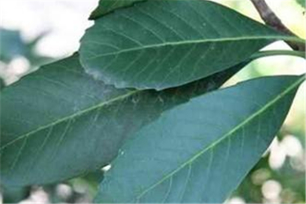 枇杷葉煮水能過夜喝嗎 枇杷葉怎么保存時(shí)間長 枇杷葉煮水能過夜喝嗎 枇杷葉怎么保存時(shí)間長