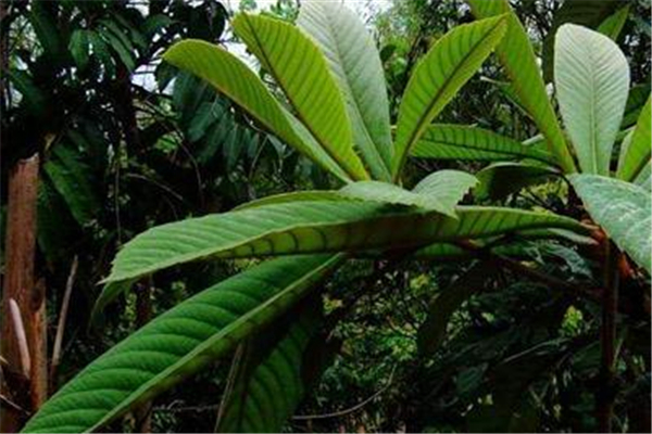 枇杷葉煮水能過夜喝嗎 枇杷葉怎么保存時(shí)間長 枇杷葉煮水能過夜喝嗎 枇杷葉怎么保存時(shí)間長