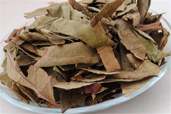 枇杷葉煮水能過夜喝嗎 枇杷葉怎么保存時(shí)間長 枇杷葉煮水能過夜喝嗎 枇杷葉怎么保存時(shí)間長