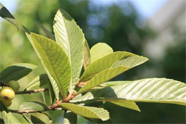 枇杷葉煮水可以加蜂蜜一起喝嗎 枇杷葉和什么一起煮止咳效果最好 枇杷葉煮水可以加蜂蜜一起喝嗎 枇杷葉和什么一起煮止咳效果最好